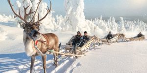 Reindeer safari