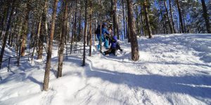 Husky ride in the Taiga forest and visiting the kennel