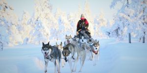 Husky ride